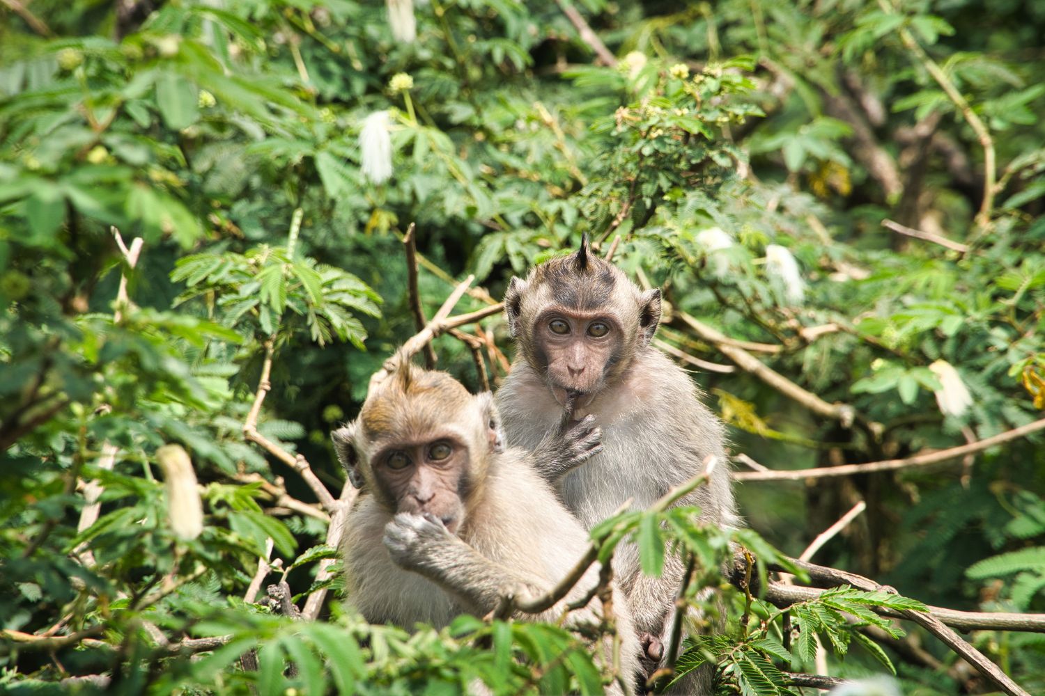 Cientistas instalaram uma tela com IA no meio da floresta e os macacos descobriram sozinhos o que fazer com ela