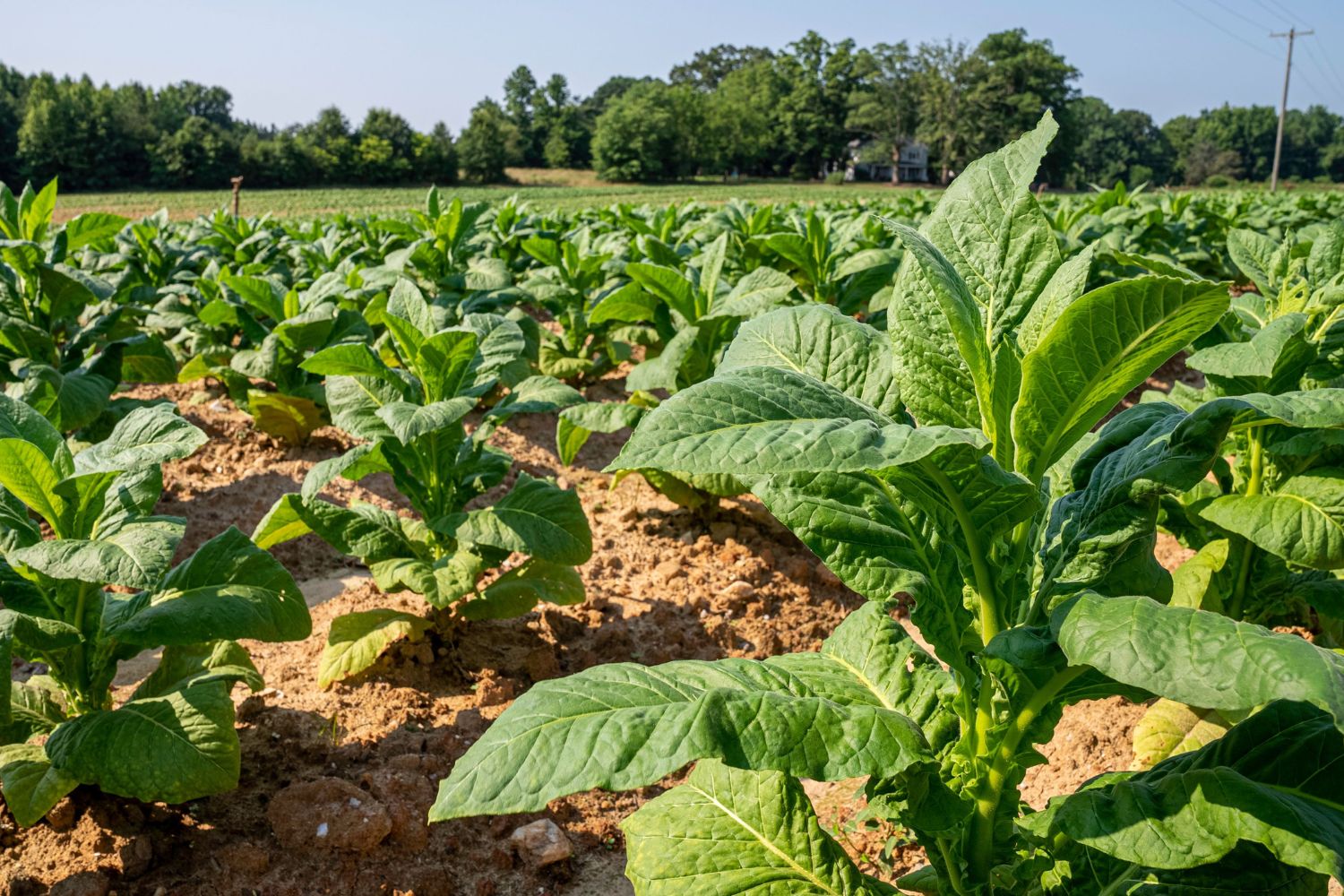 Duas flores extremamente venenosas escondem uma química que pode inspirar medicamentos poderosos