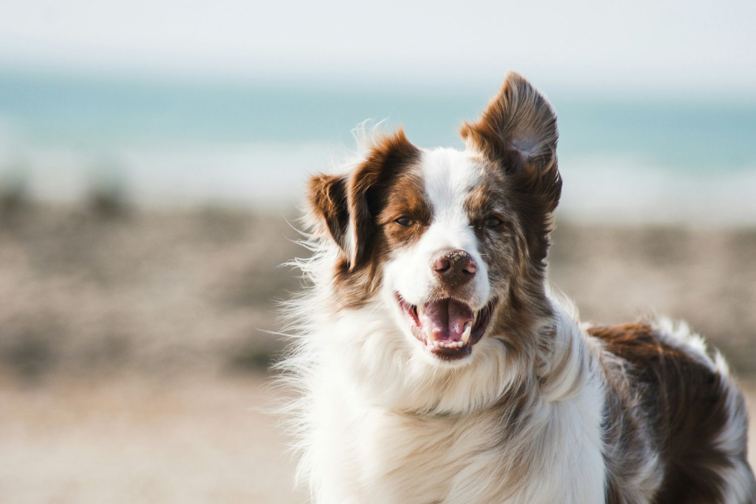 Seu cachorro percebe quando algo está errado com você? A ciência encontrou uma pista surpreendente