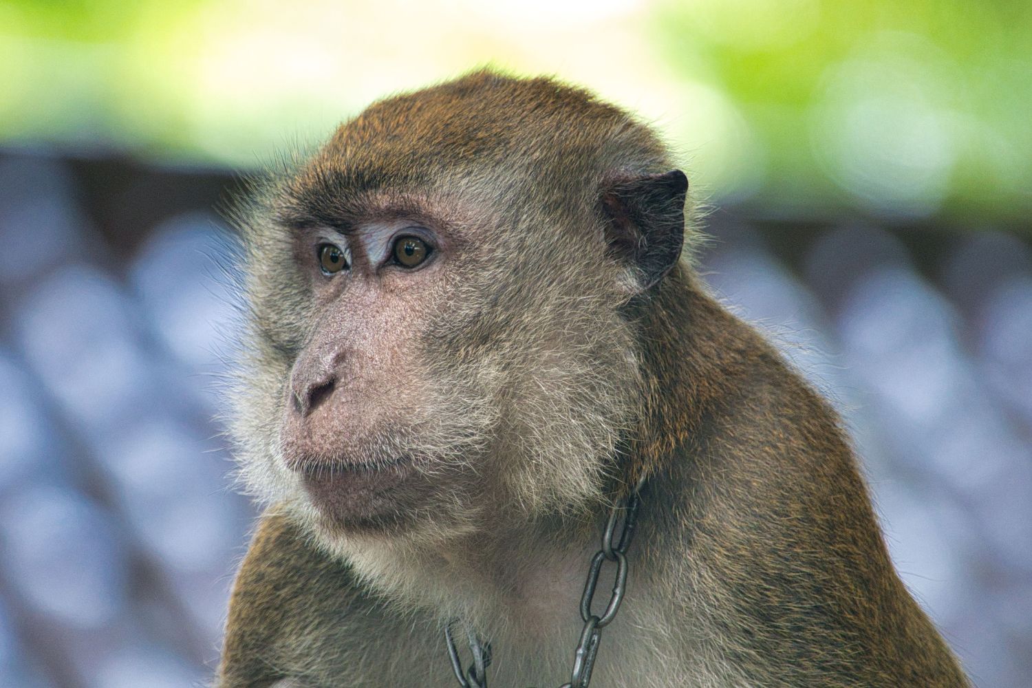 Cientistas instalaram uma tela com IA no meio da floresta e os macacos descobriram sozinhos o que fazer com ela