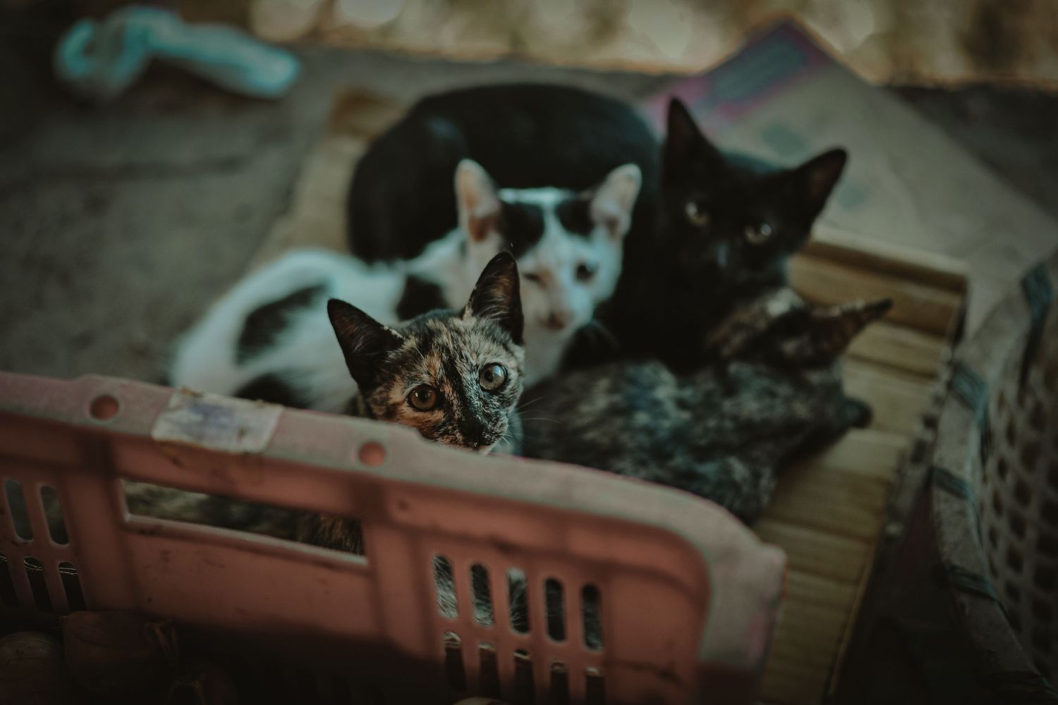 Sua gata teve filhotes completamente diferentes? Existe uma explicação fascinante