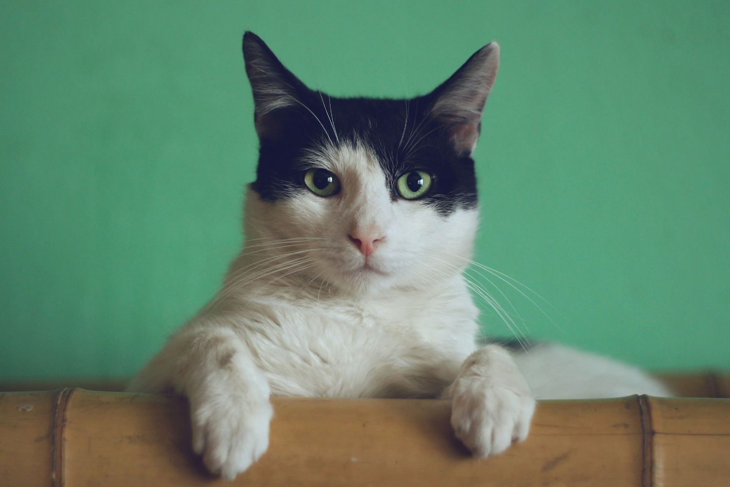 Seu gato percebe quando você ri, chora ou grita, mas a ciência descobriu um detalhe surpreendente