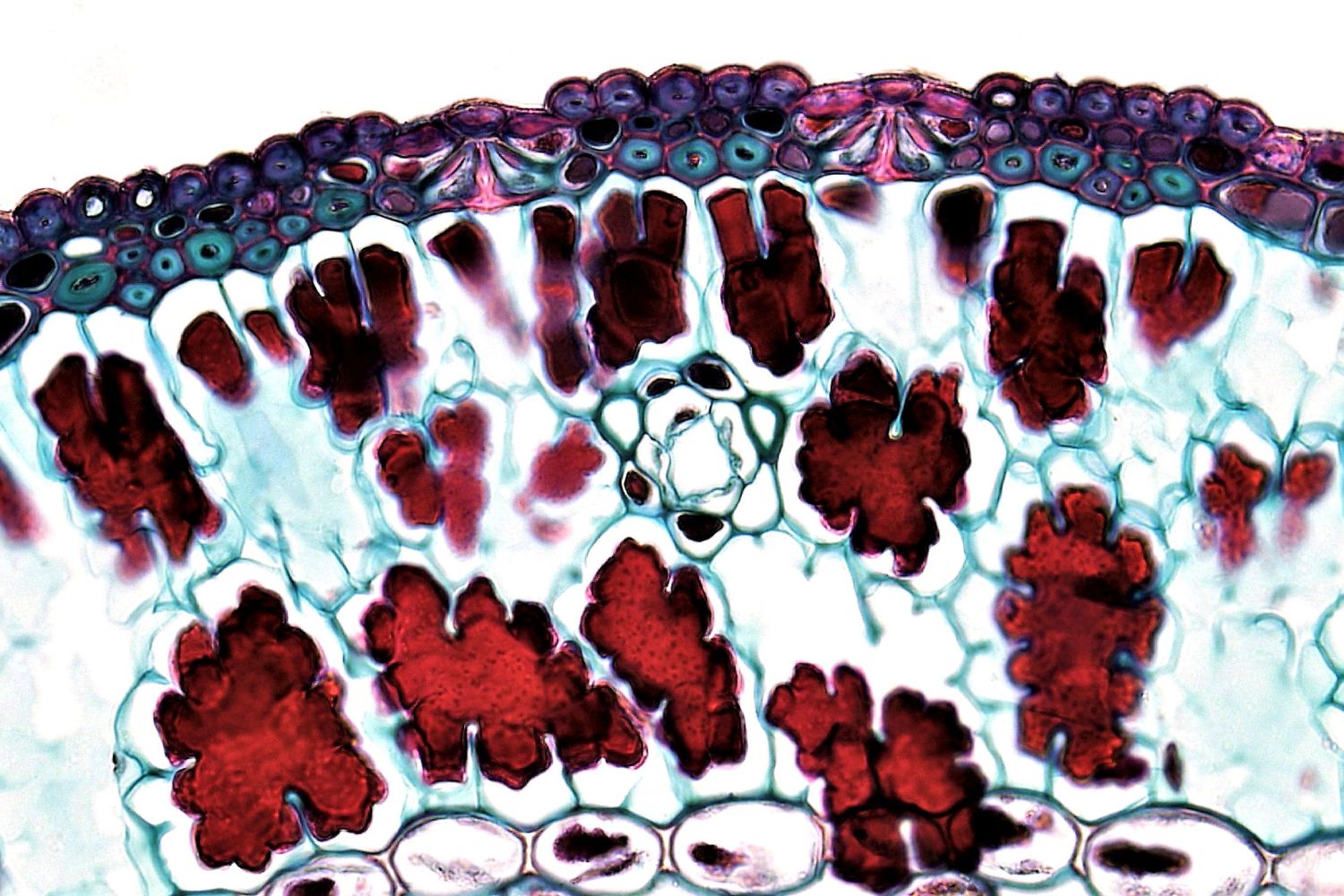 Cientistas descobriram que algo começa a invadir nosso cérebro a partir da meia-idade e isso pode mudar o que sabemos sobre o envelhecimento