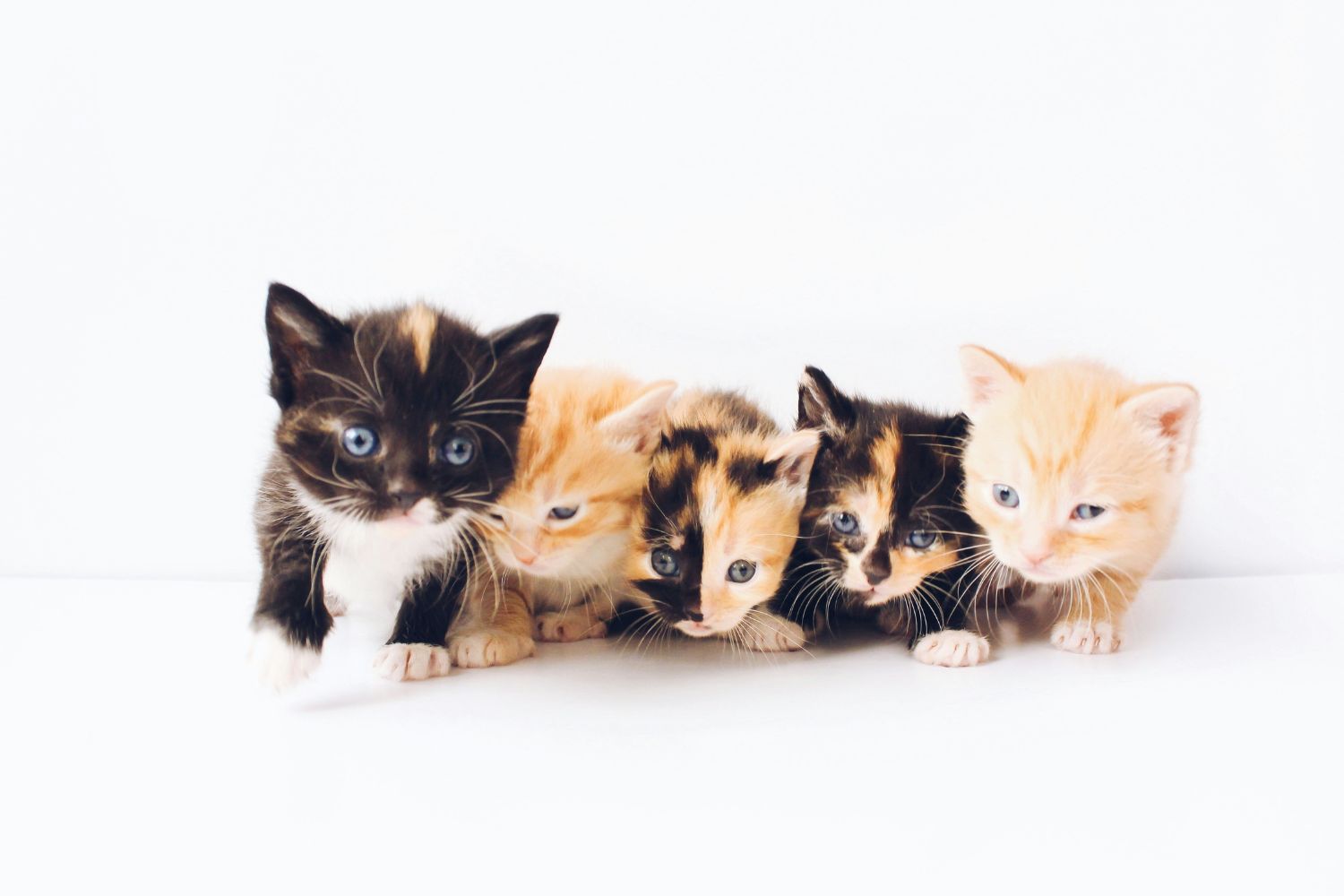 Sua gata teve filhotes completamente diferentes? Existe uma explicação fascinante