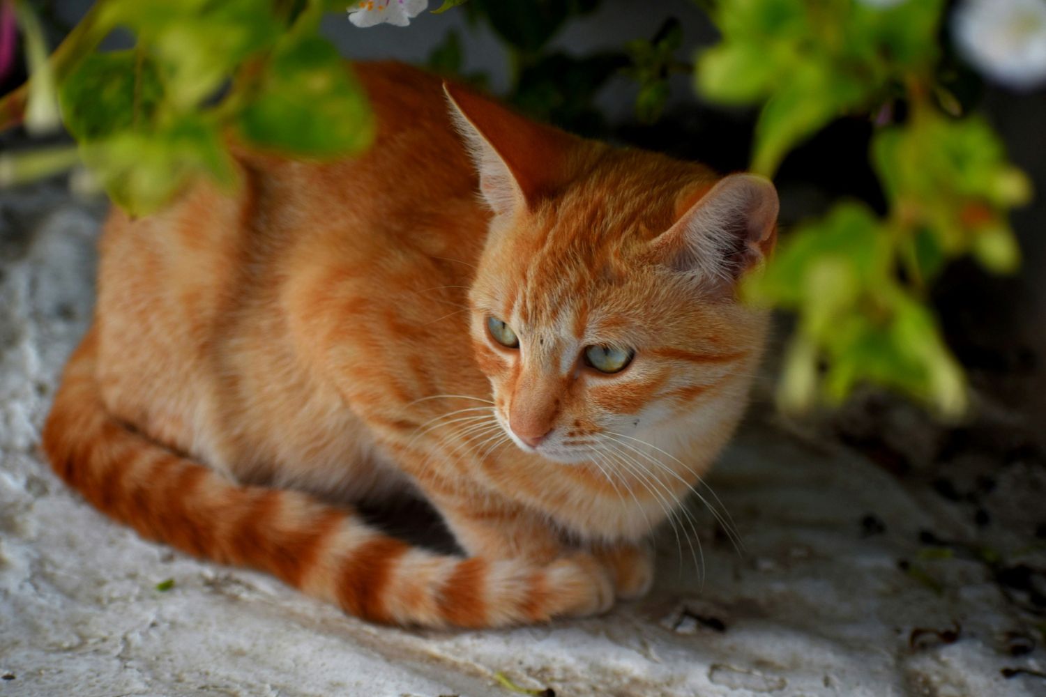 Sua gata teve filhotes completamente diferentes? Existe uma explicação fascinante