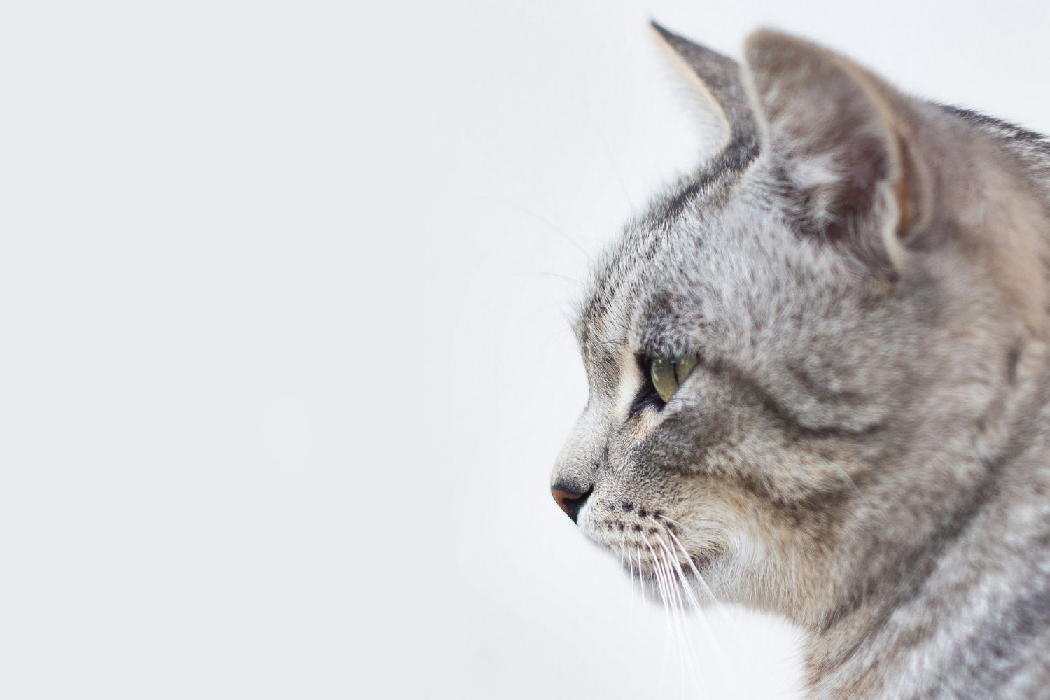 Seu gato percebe quando você ri, chora ou grita, mas a ciência descobriu um detalhe surpreendente