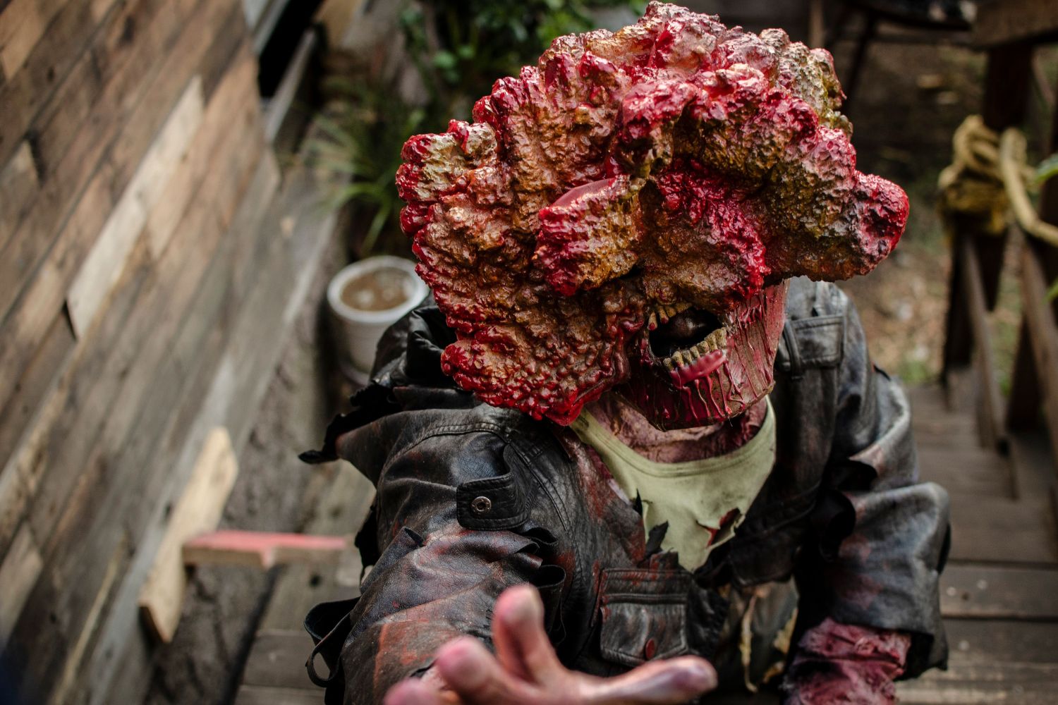 Parecem criaturas de The Last of Us, mas cientistas encontraram seis delas escondidas na natureza
