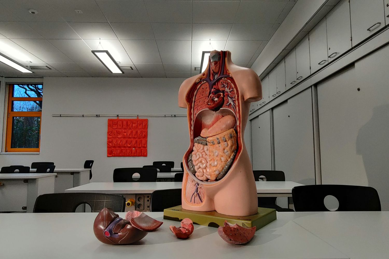Cientistas olharam para uma folha de espinafre e encontraram nela uma solução surpreendente para o corpo humano