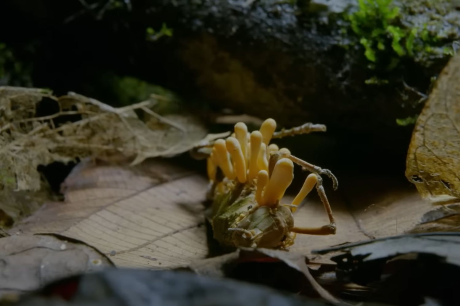 Parecem criaturas de The Last of Us, mas cientistas encontraram seis delas escondidas na natureza