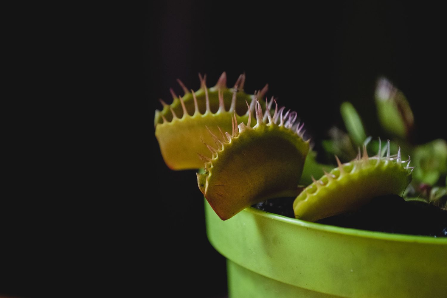 Darwin sospechou há 150 anos que esta pequena planta escondia um segredo: agora a ciência confirmou