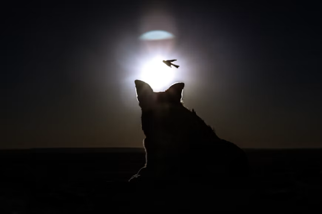 Eclipse De 12 De Agosto Pode Mudar O Comportamento Dos Animais — E Cientistas Estarão Observando