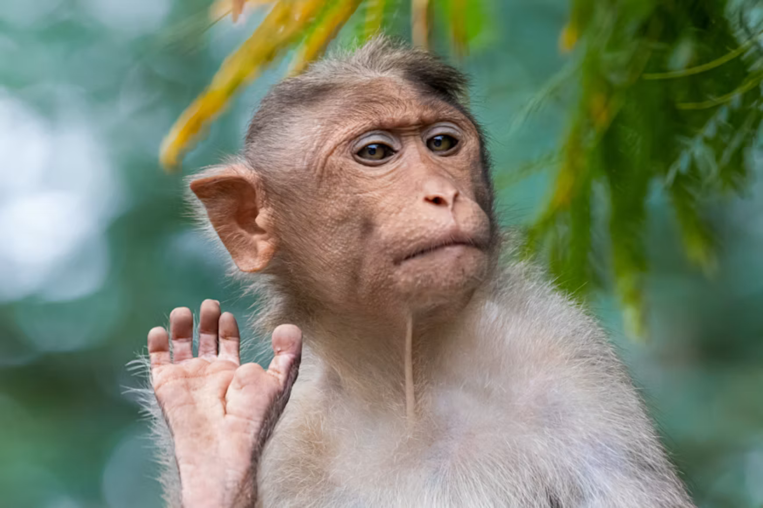 Ia Estuda O Cérebro De Primatas Diretamente Na Natureza Com 97% De Precisão