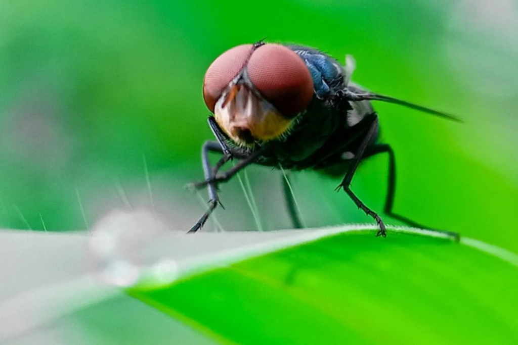 Mosca Que Devora Carne Viva Volta A Se Espalhar E Já Provoca Mortes Em Humanos