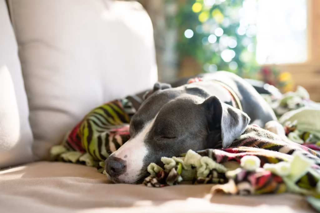 Onde Os Cães Devem Dormir Quando Está Frio VeterináriOS Apontam O Local Mais Seguro