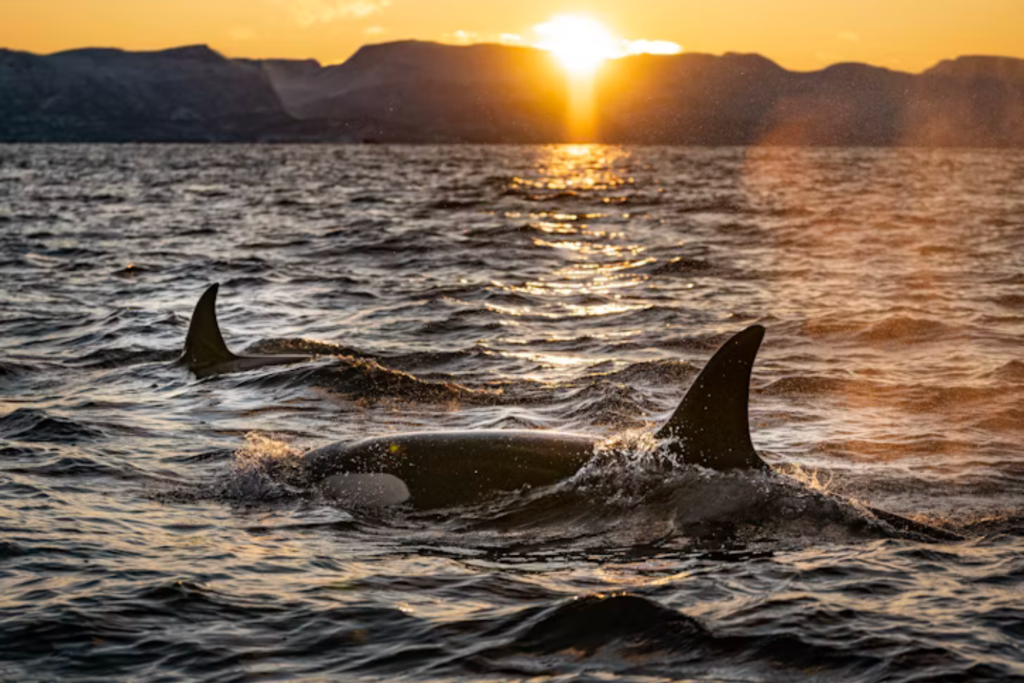 Orcas E Golfinhos Cruzaram Uma Fronteira Evolutiva E Não Podem Mais Voltar à Terra Firme