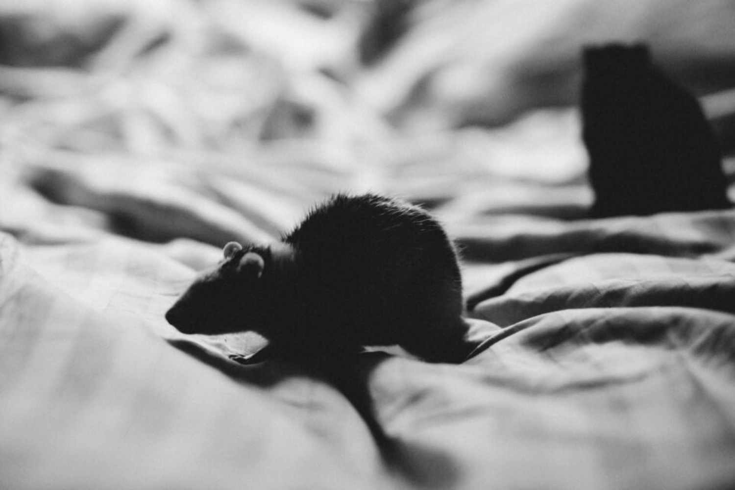Ratos E Camundongos Estão Desenvolvendo Resistência Aos Venenos Mais Usados