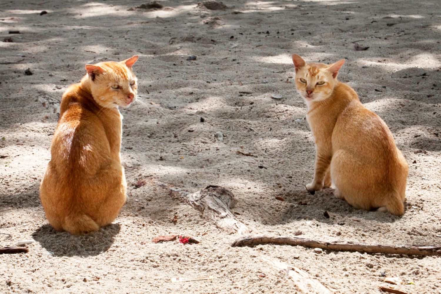 Cinco gatos foram levados para uma ilha para resolver um problema. Décadas depois, a natureza cobrou um preço inesperado