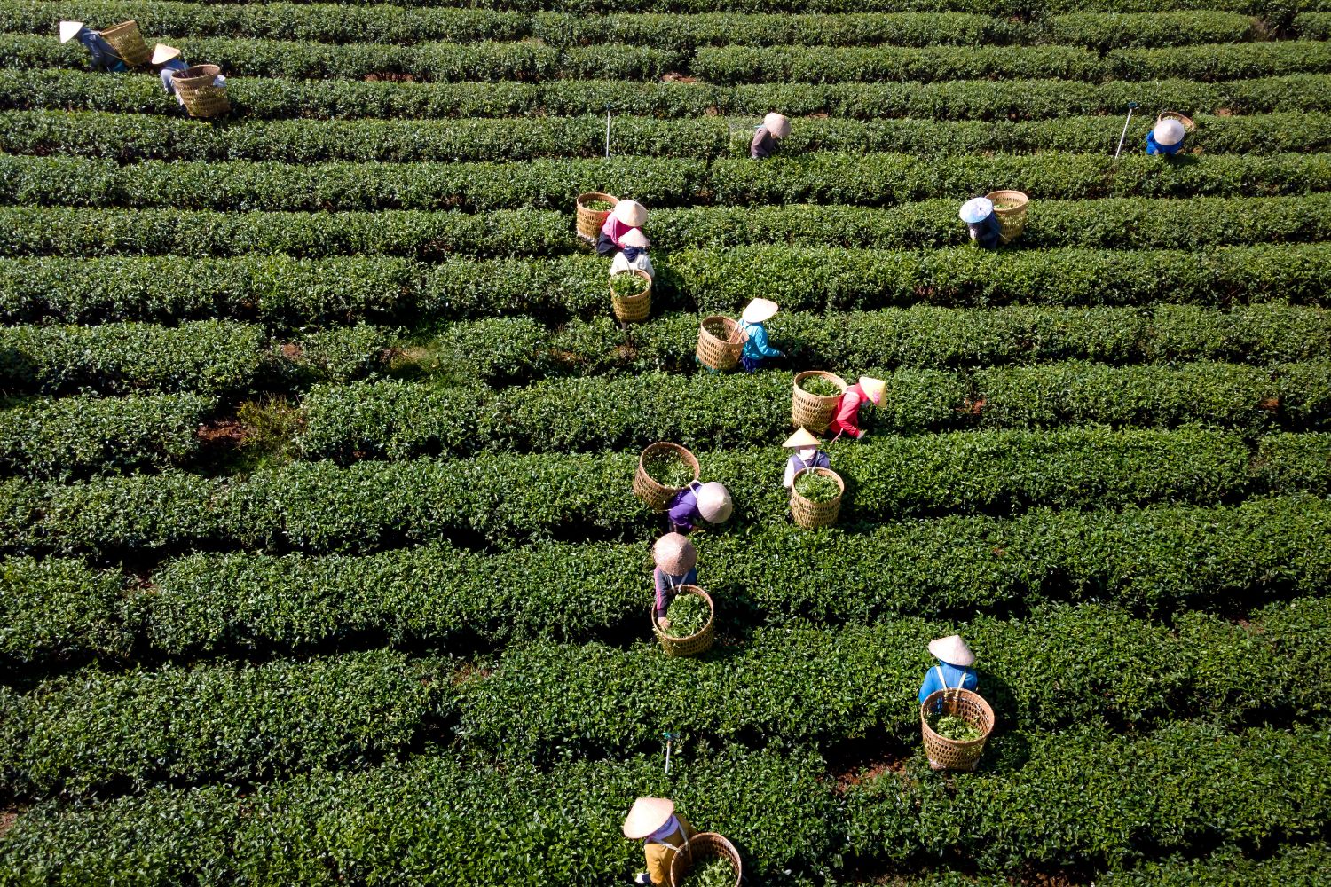 Do espaço ao freezer: a tecnologia que está transformando até as verduras congeladas