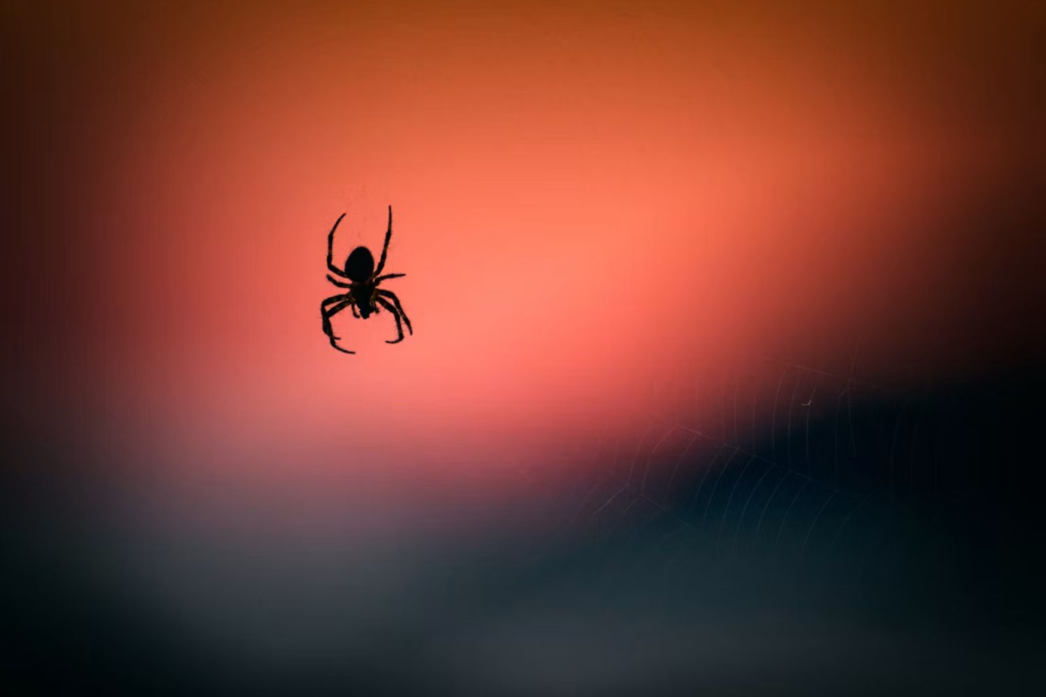 O erro que muita gente comete ao encontrar uma aranha em casa pode condená-la sem perceber