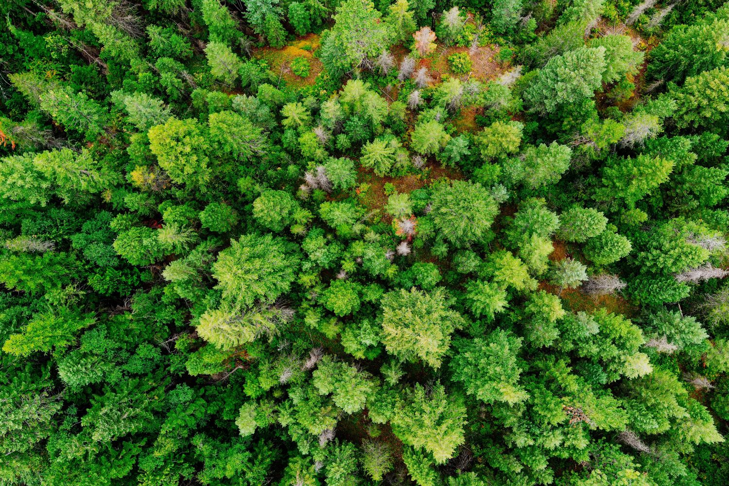 Plantar árvores pode prejudicar o planeta? A resposta é mais complicada do que parece