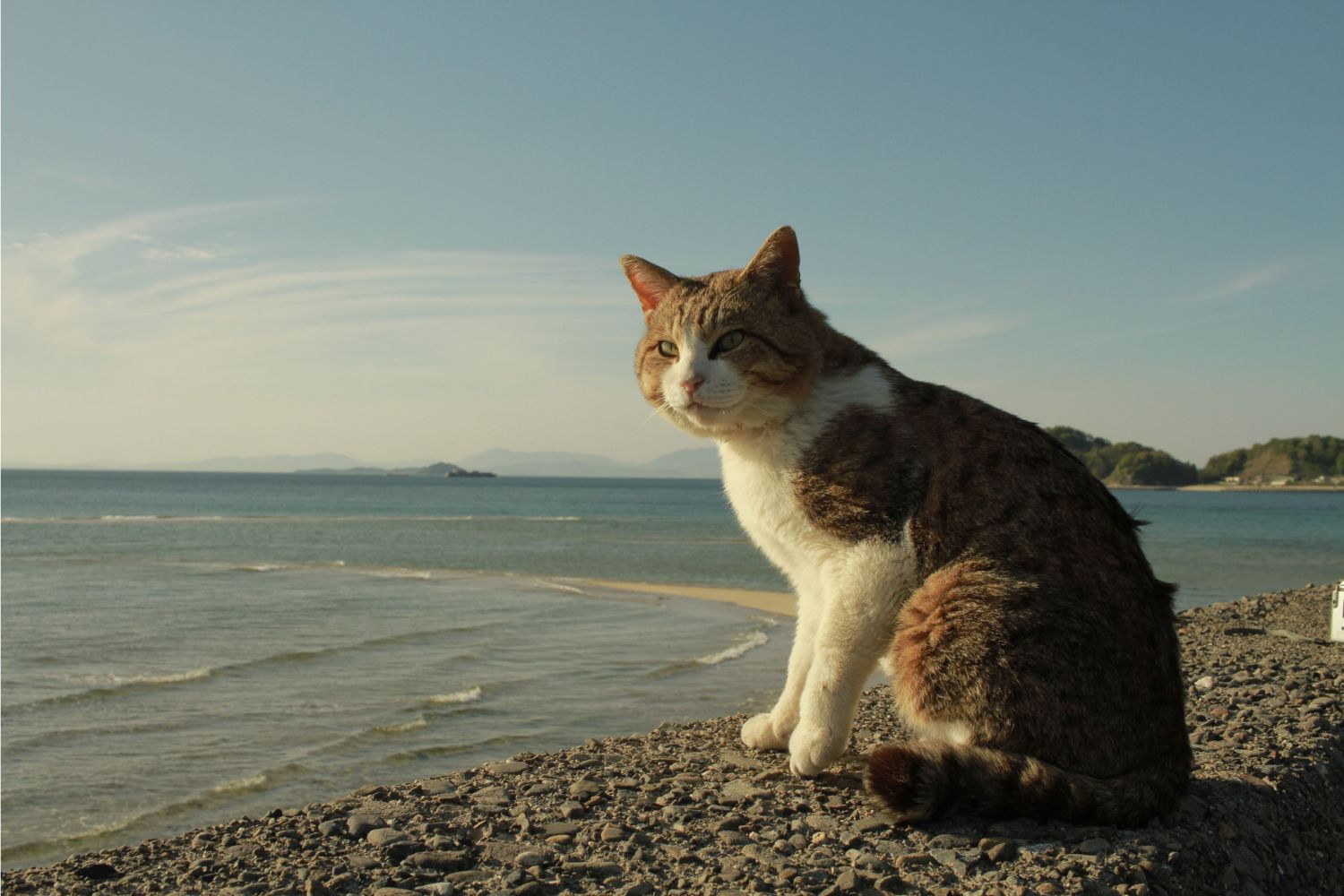 Cinco gatos foram levados para uma ilha para resolver um problema. Décadas depois, a natureza cobrou um preço inesperado