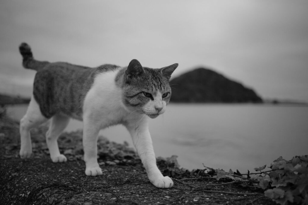 Cinco gatos foram levados para uma ilha para resolver um problema. Décadas depois, a natureza cobrou um preço inesperado