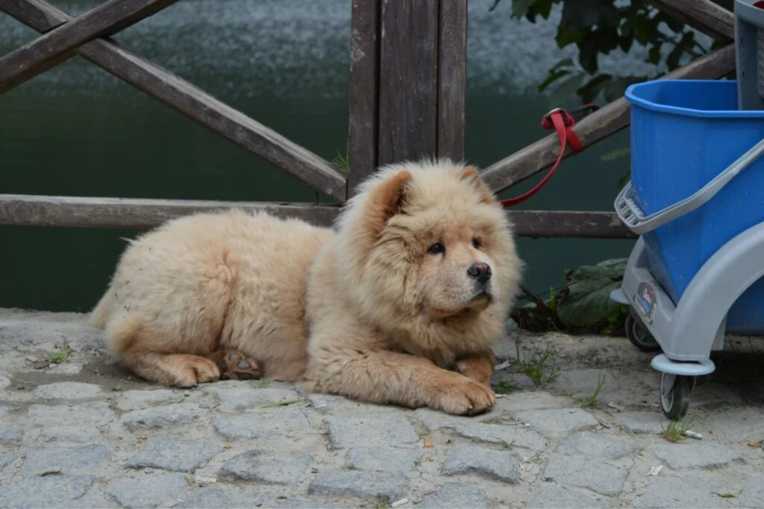 Cães2
