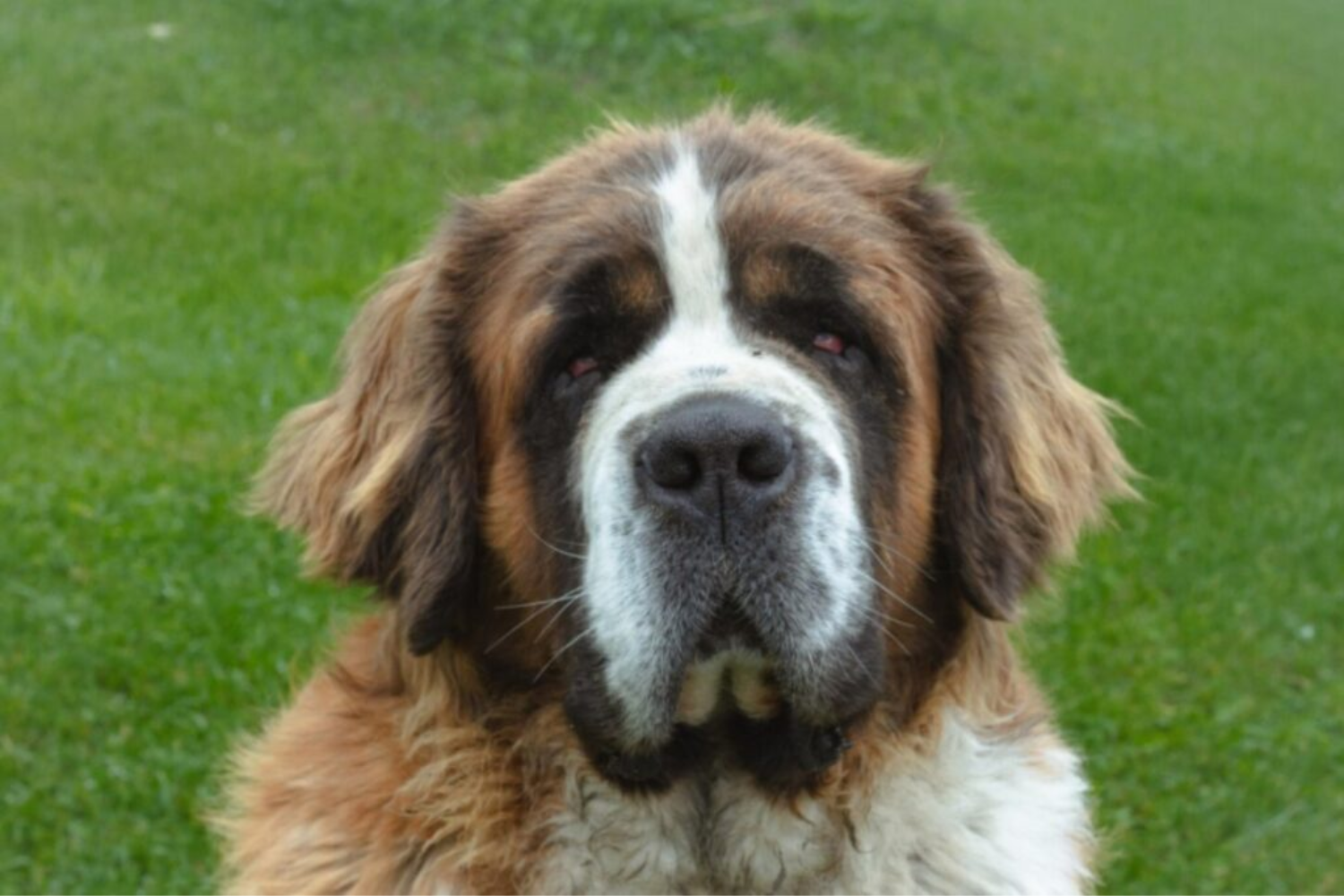 Cães3