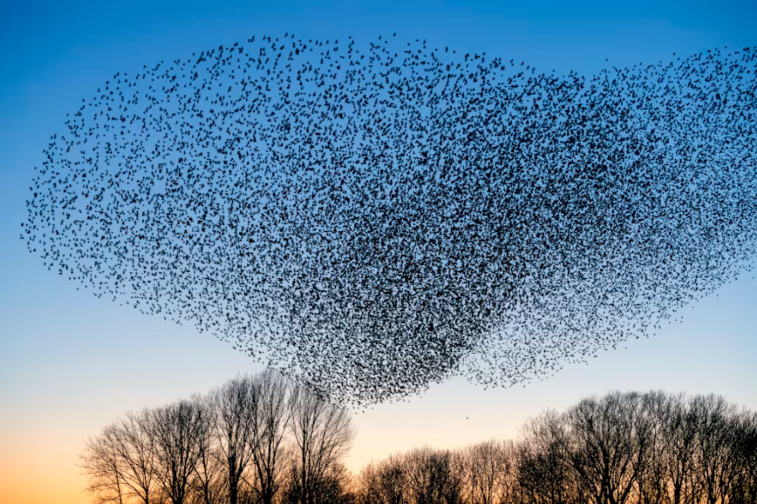 As Aves Migratórias Estão Perdendo O Caminho De Casa — E Quase Metade Das Espécies Já Está Em Declínio