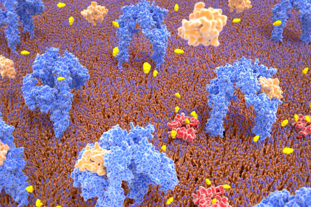 Cientistas Reprogramam Células Humanas Para Produzir Insulina E Abrem Nova Frente Contra O Diabetes