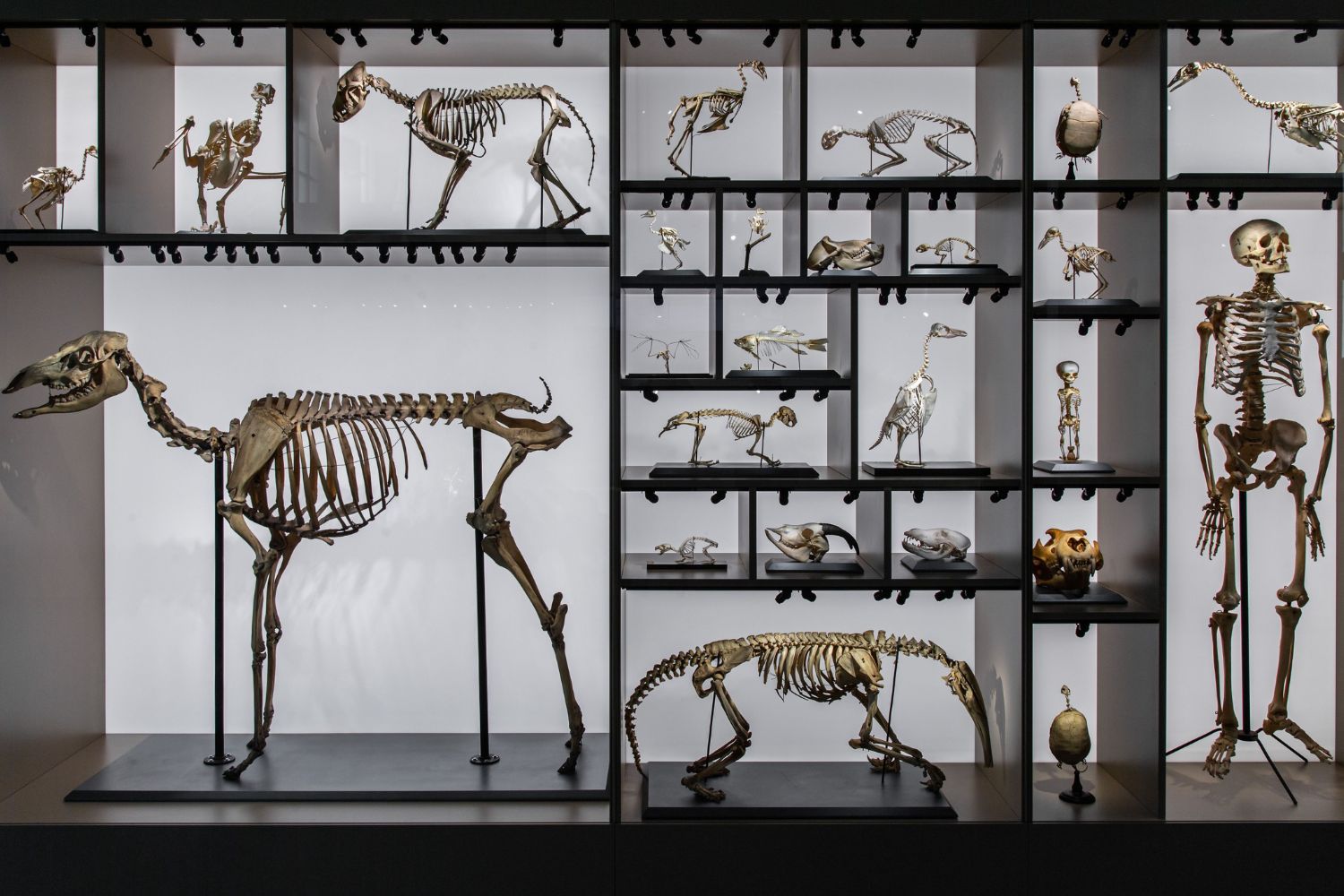 O cérebro humano escondia uma divisão de mais de 500 milhões de anos e cientistas acabam de encontrá-la