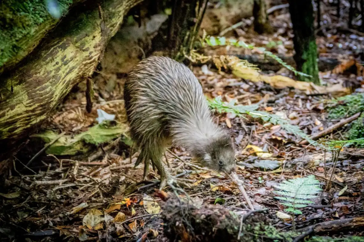 Isla Stewart Kiwi