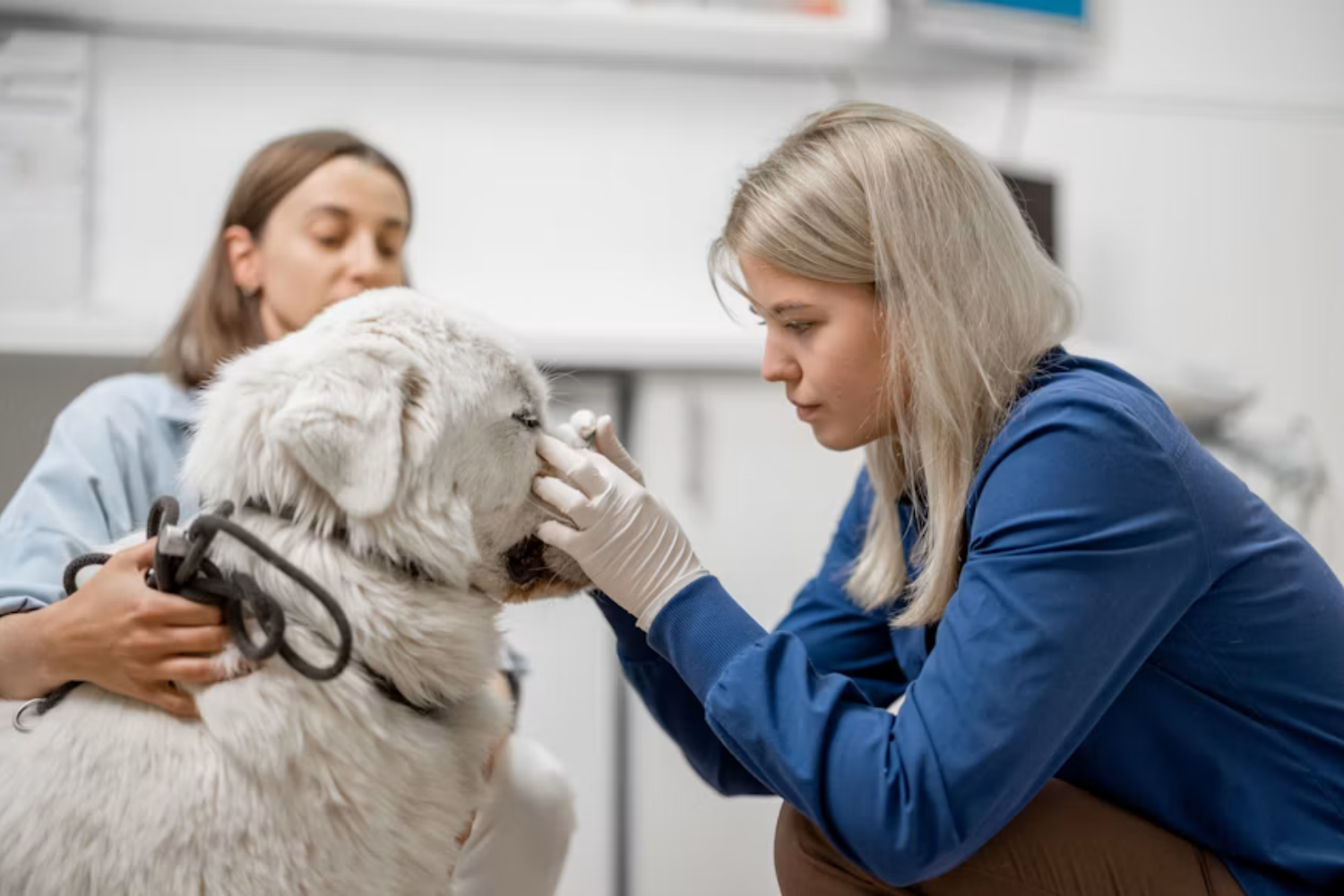 Pulgas E Carrapatos 4 Alternativas Caseiras E Baratas Para Ajudar A Proteger Os Pets