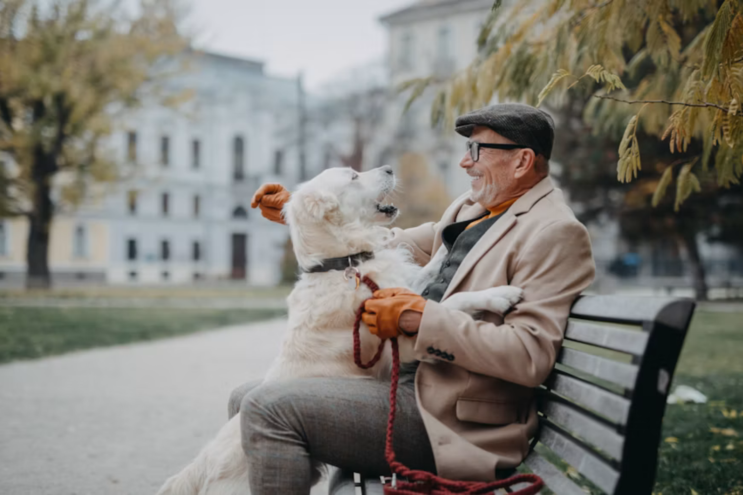 Ter Um Cachorro Pode Ajudar Você A Viver Mais, Diz Especialista Em Longevidade