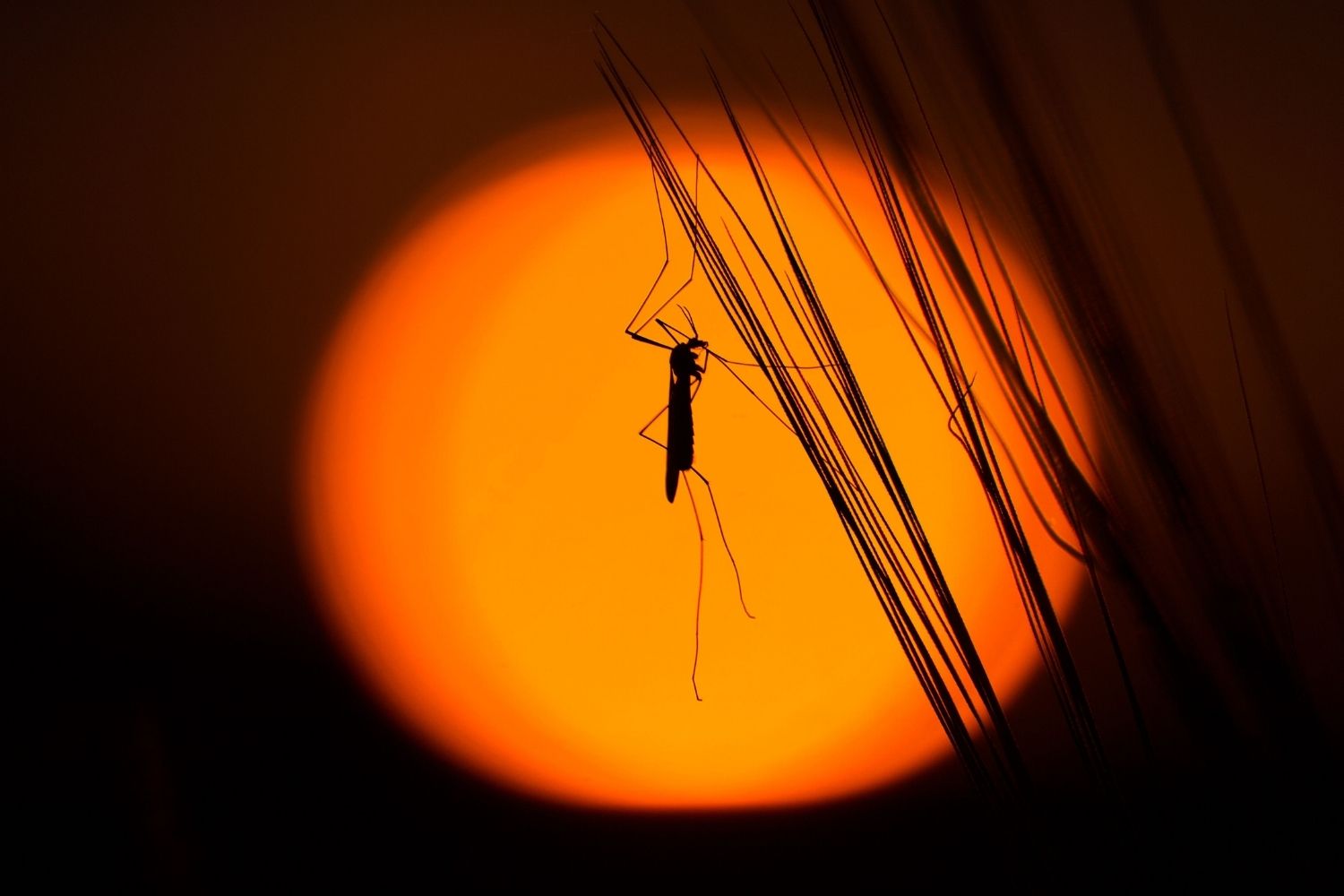 Um engenheiro cansou dos mosquitos e construiu uma torre com IA que encontra os insetos e dispara um laser