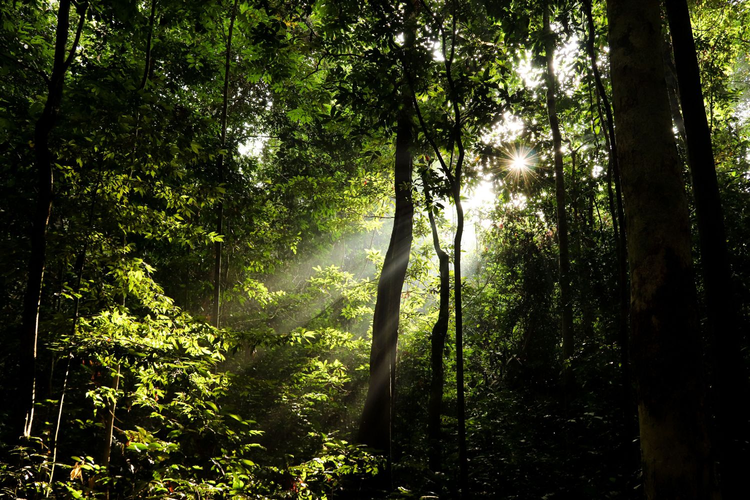 Lasers atravessaram a floresta amazônica e revelaram algo que ficou escondido por cerca de 2.500 anos