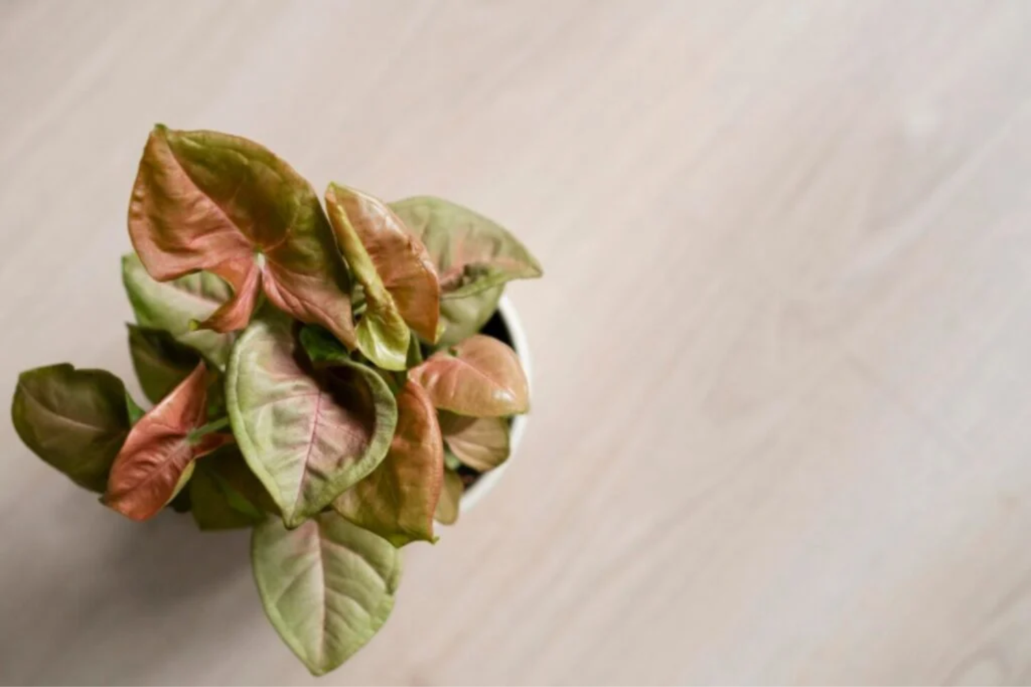 Plantas2