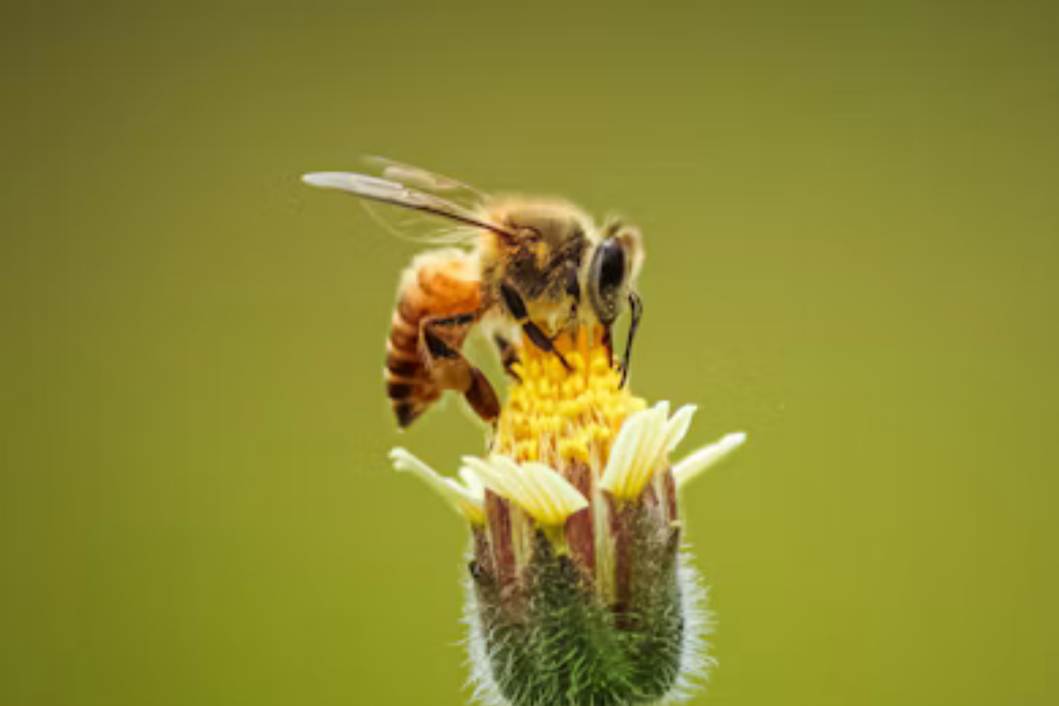 A Poluição Está Mudando O Cheiro Das Flores — E Dificultando A Vida Das Abelhas