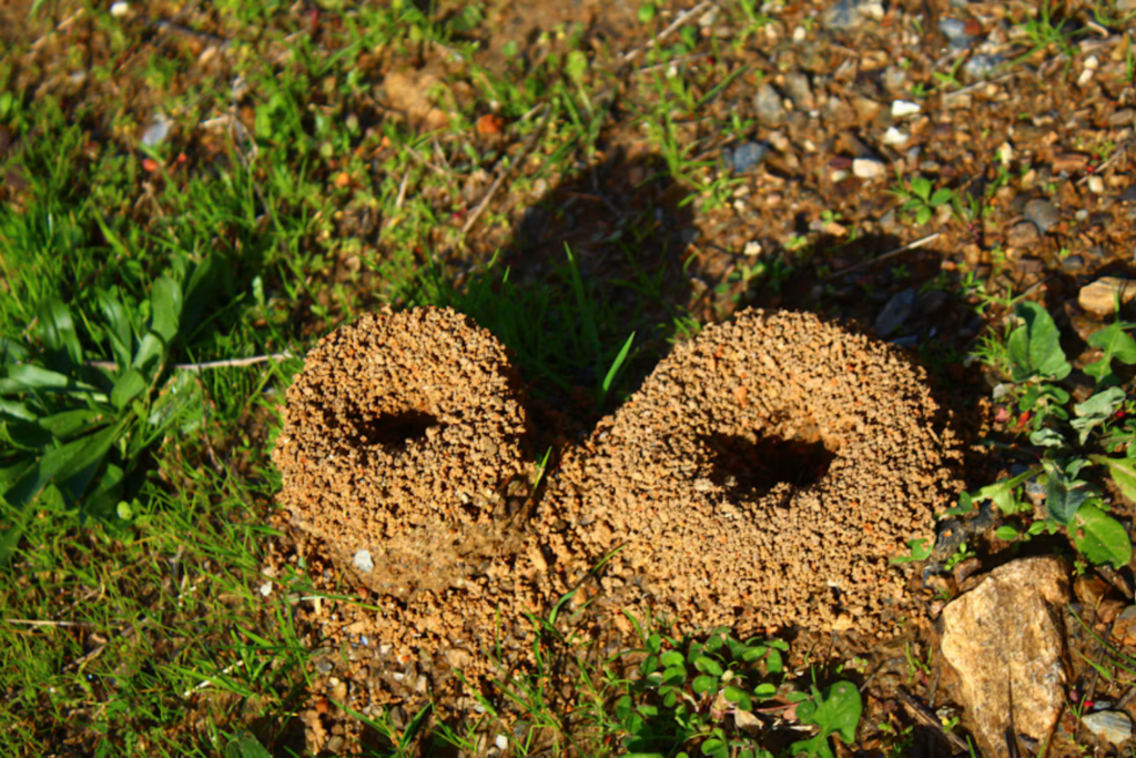Bicarbonato Com Açúcar Elimina Formigas Do Jardim A Receita Promete Mais Do Que Consegue Comprovar