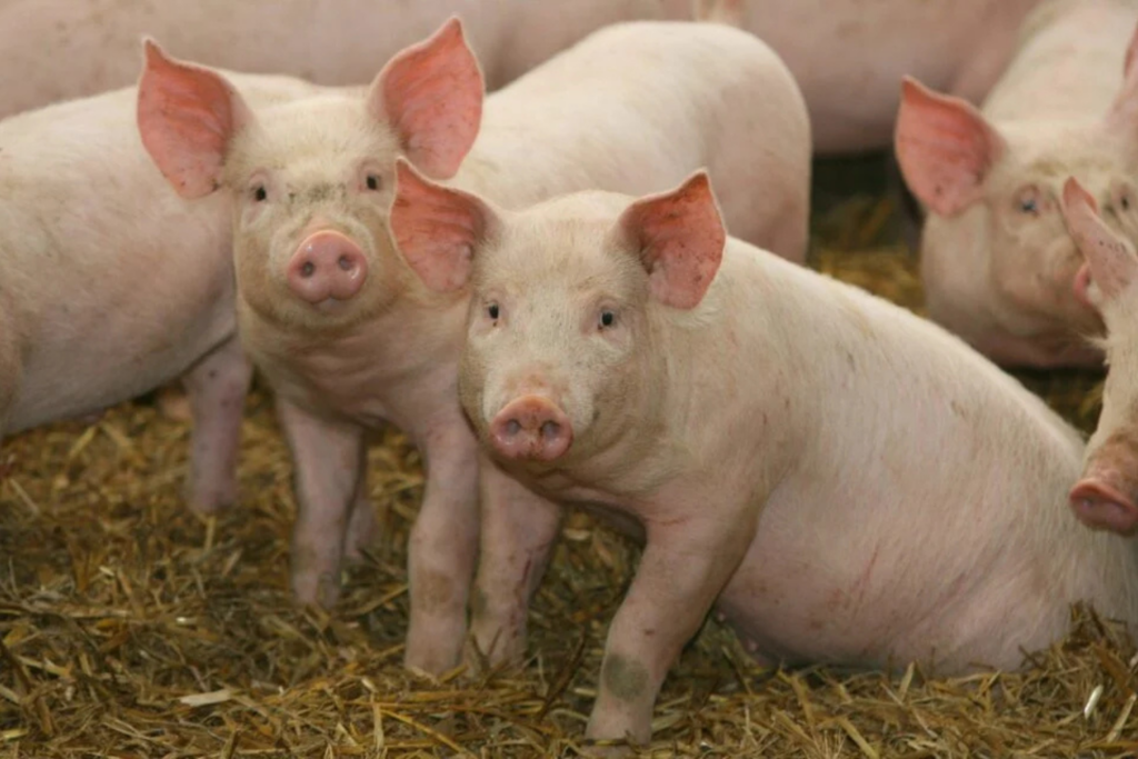 Cientistas Recuperam Rins De Porcos Congelados Por Um Ano E Abrem Caminho Para Novos Transplantes