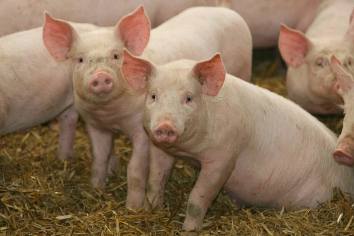 Cientistas Recuperam Rins De Porcos Congelados Por Um Ano E Abrem Caminho Para Novos Transplantes