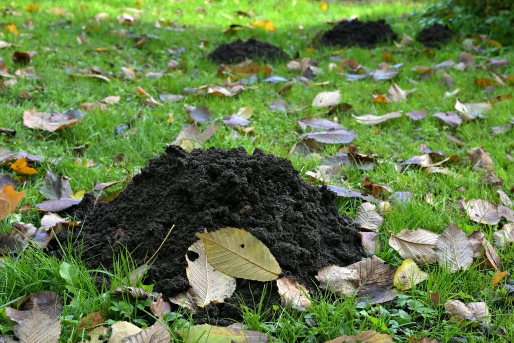 Compostagem humana transforma corpos em solo fértil e surge como alternativa ao enterro tradicional