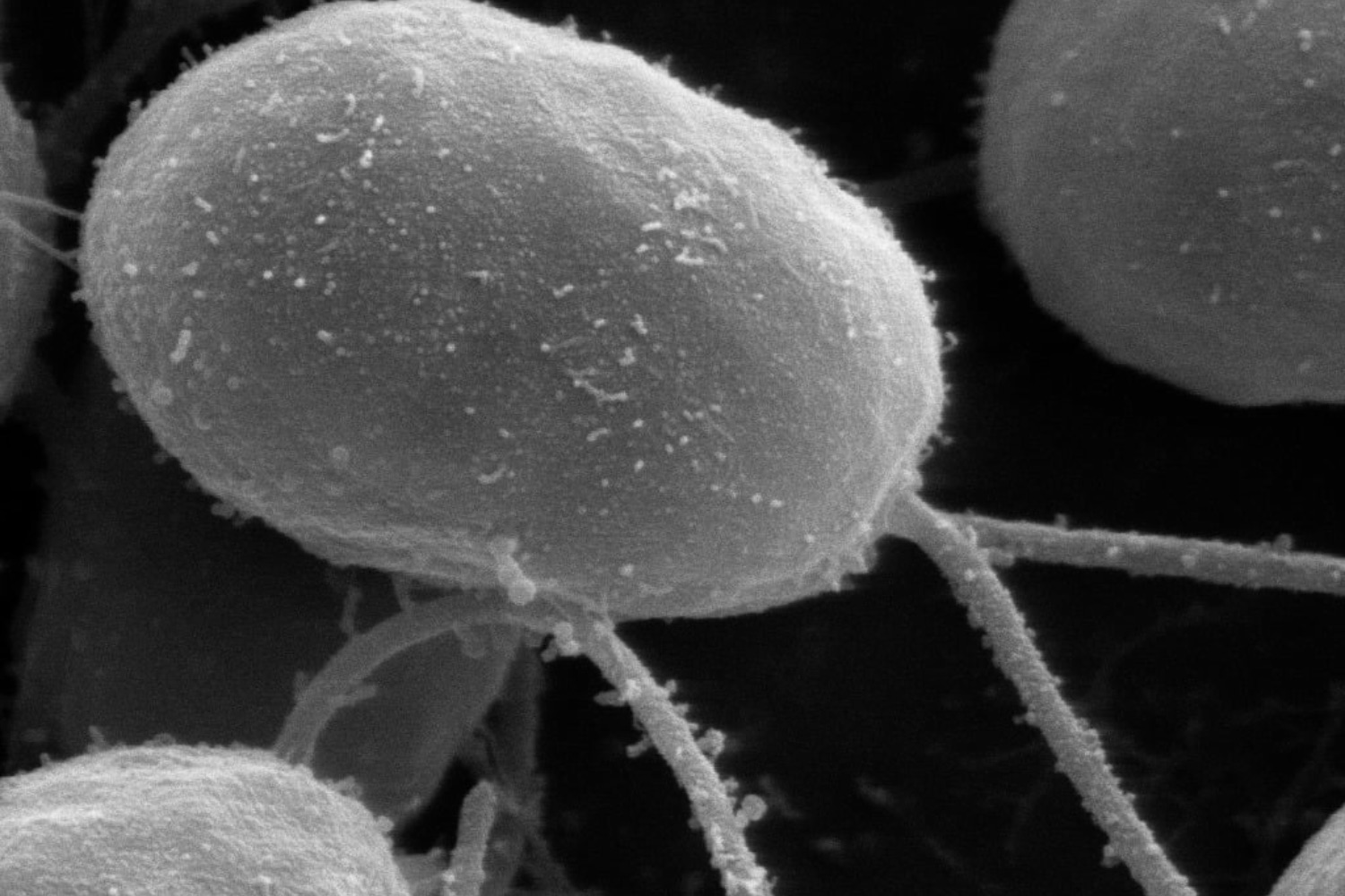 Nobel de Medicina 2026 premia três cientistas que mudaram para sempre o estudo do cérebro