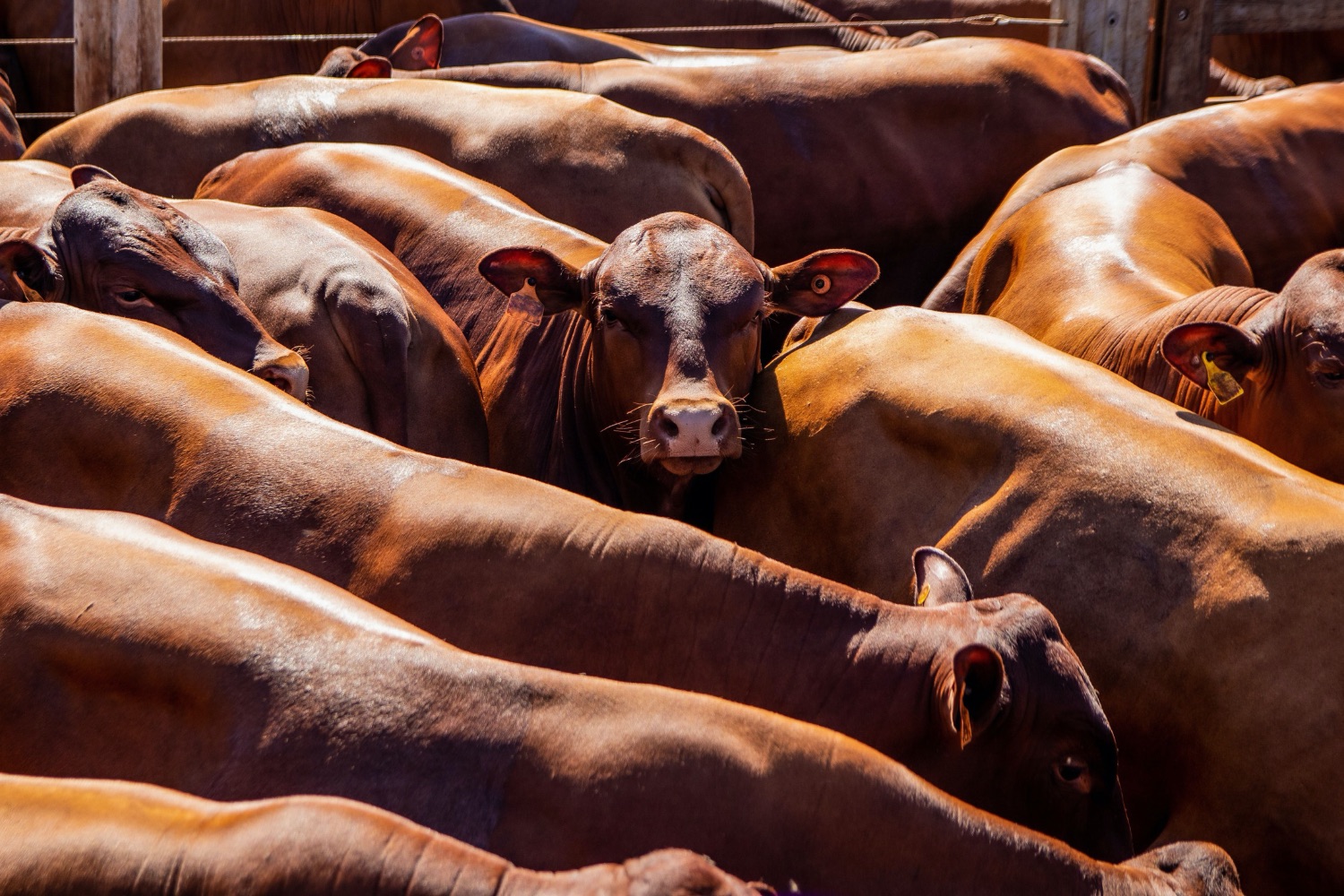 Carne brasileira enfrenta bloqueio europeu, mas governo anuncia avanços importantes