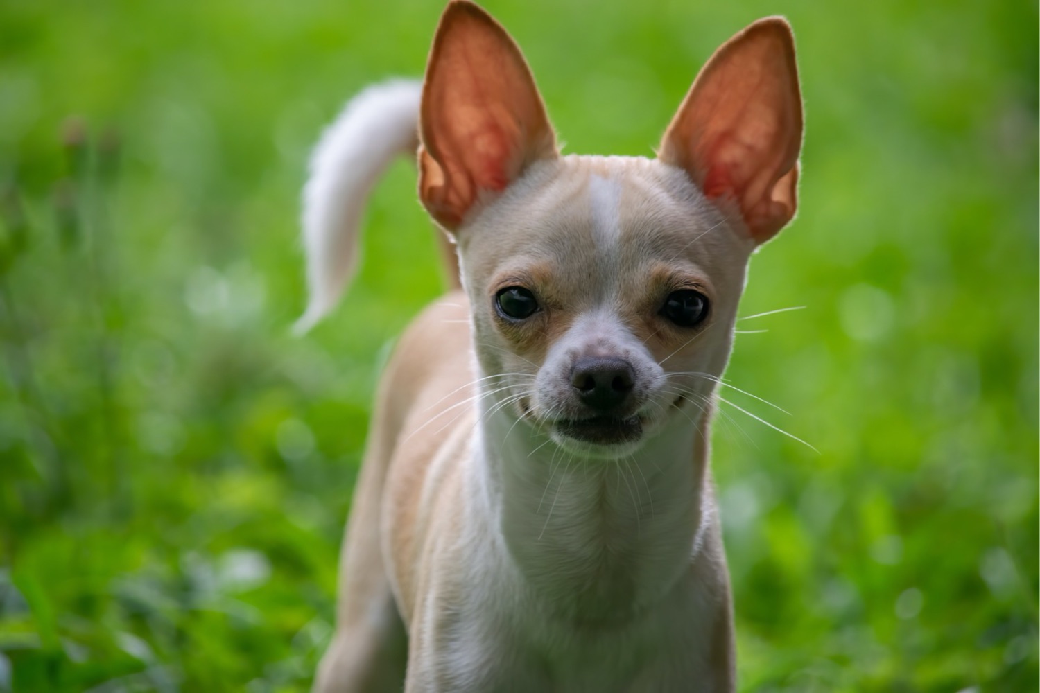 Por que alguns cães envelhecem mais rápido? Cientistas encontram uma pista escondida no DNA