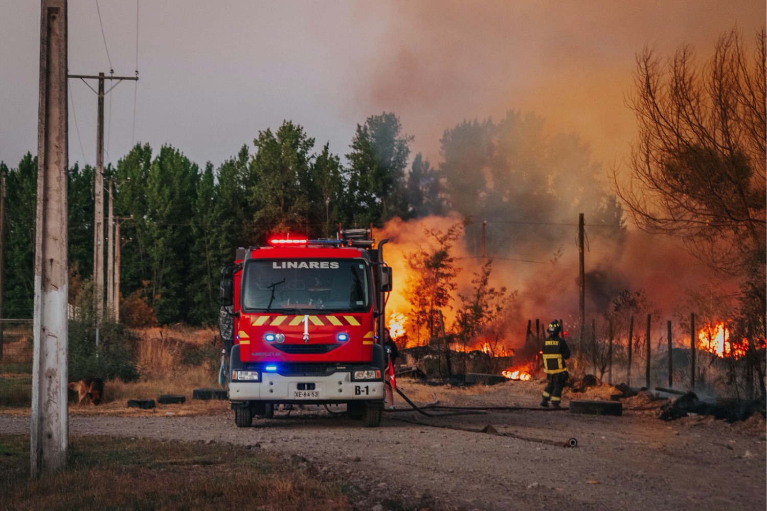 Existe uma tecnologia subterrânea capaz de ajudar florestas contra secas e incêndios — e ela está viva
