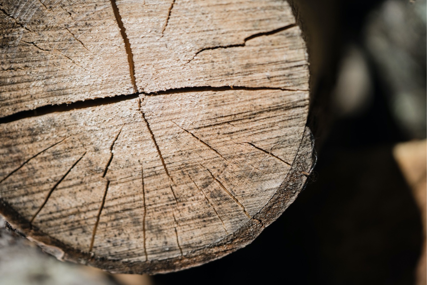Cientistas descobrem material essencial para os neandertais que pode mudar o que sabemos sobre sua inteligência