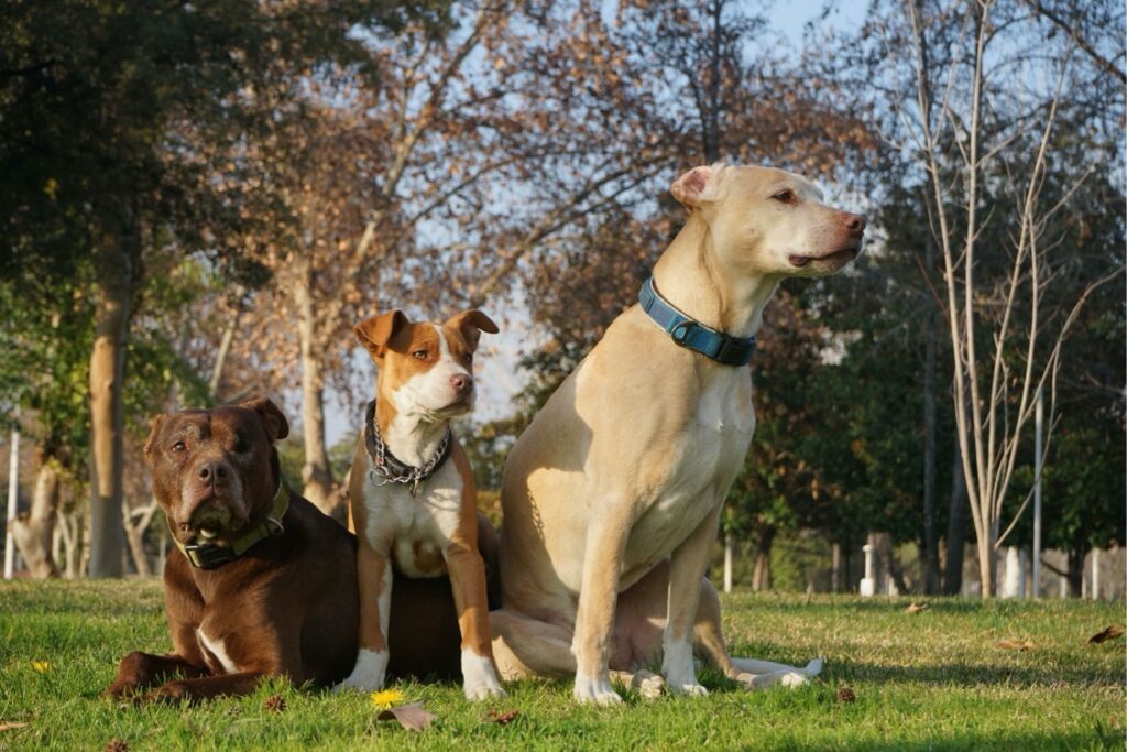 Por que alguns cães envelhecem mais rápido? Cientistas encontram uma pista escondida no DNA