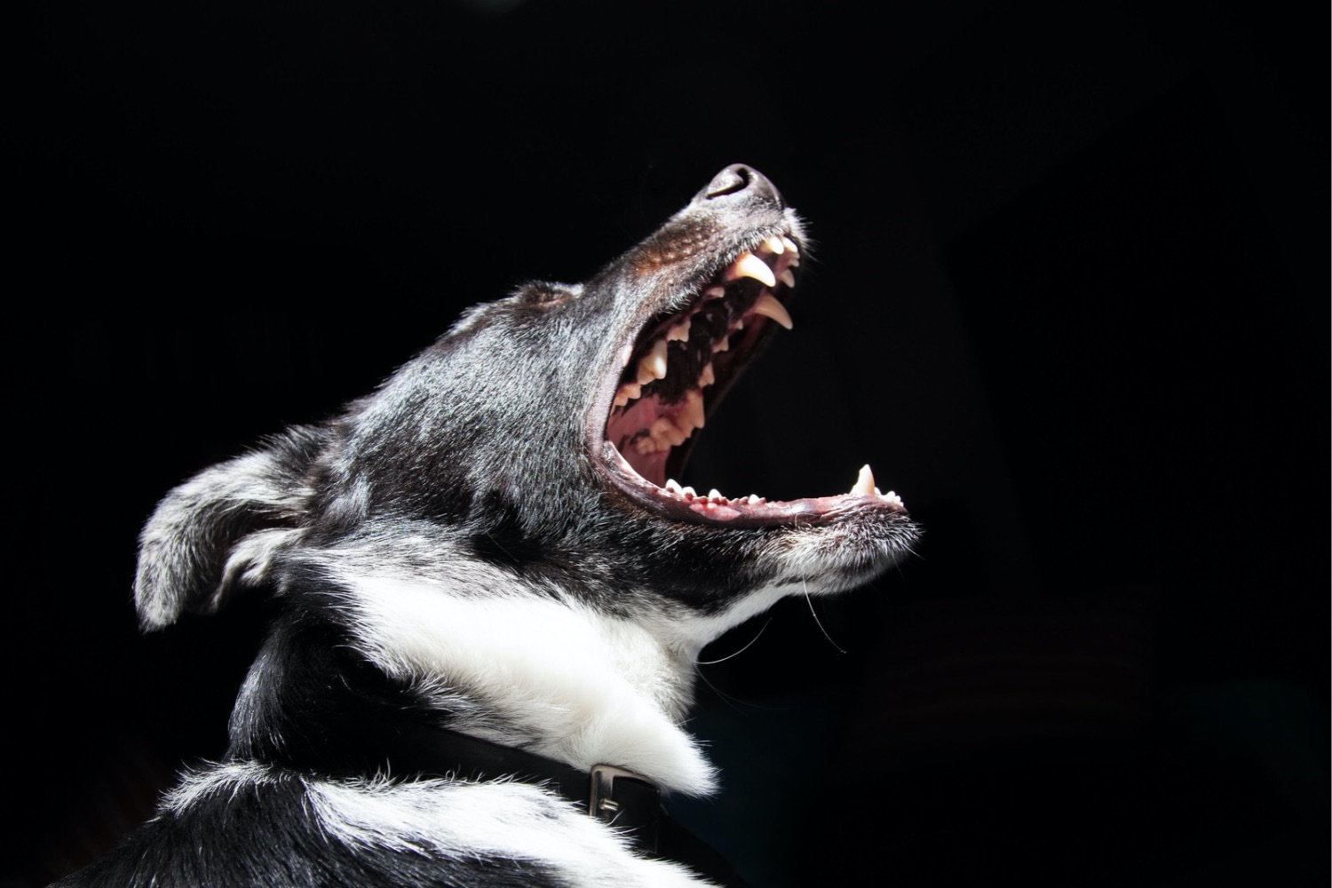 Casa de 13.800 anos encontrada no Alasca pode revelar quando os cães se tornaram nossos companheiros
