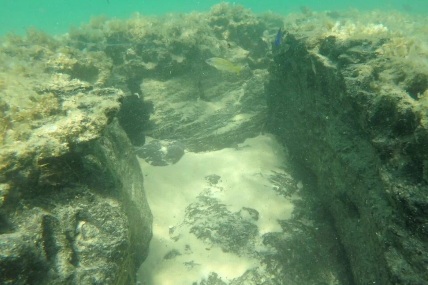 Há Milhares De Anos, Esse Fundo Do Mar Era Uma Floresta. Hoje, Abriga Recifes Sem Corais